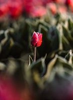 Einsame Tulpe im Morgentau - Niederländische Einfachheit