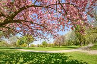 Onder een bloeiende kersenboom