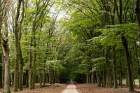 Beech Avenue on the Veluwe