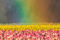 Tulipes dans la lumière de l'arc-en-ciel