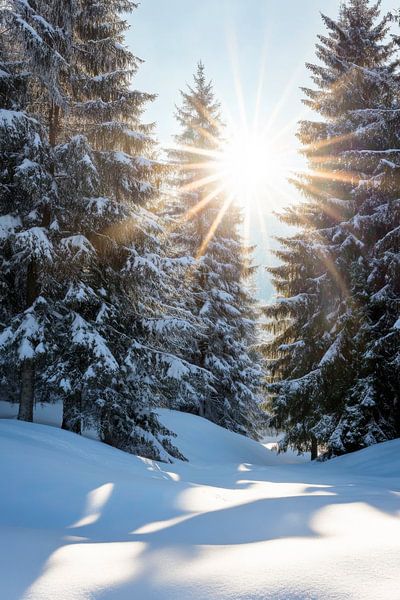 Winterwald Sonnenstrahlen von Poster Art Shop