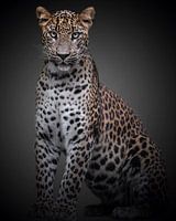 Panther mit einer Haltung