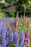 hübsche rosa und lila Blume stehend