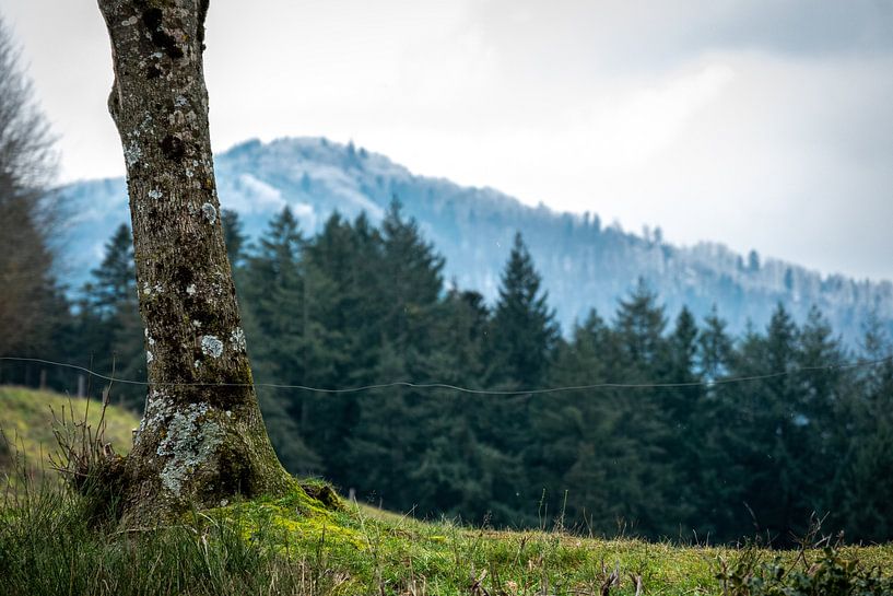 Baum am Wegesrand im Schwarzwald bei Oberried von Andreas Nägeli