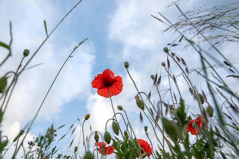 View through flower meadow to sky by Sonja Foerster-Odenthal