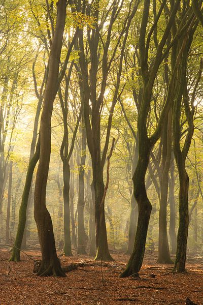 Wendungen im Wald von Albert Lamme