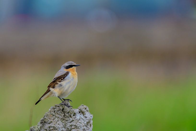 Northern Wheatear on the lookout. by Andrea de Vries