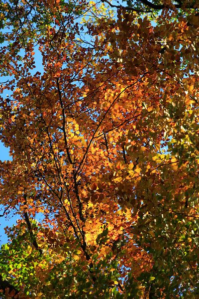 Magnificent beech by Thomas Jäger