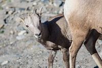 Curious mountain goat