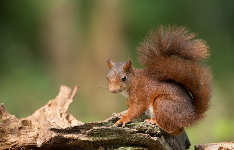 Red Squirrel  by Menno Schaefer