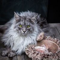 Maine Coon