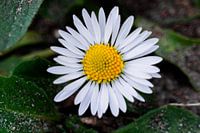 Foto eines Gänseblümchens aus nächster Nähe