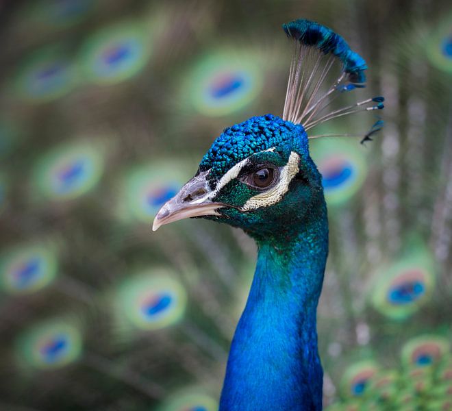 Paon par Ingrid Ronde