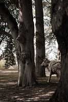 Woodpower: Der Stier im Wald