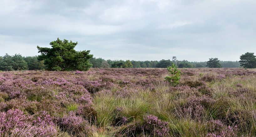 Panorama de la lande d&#039;Elspeetse par Gerard de Zwaan