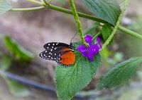 kleiner Schmetterling auf lila Blume