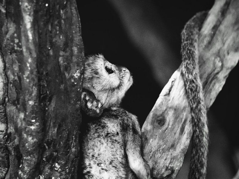 Monkey by Bart van Mastrigt