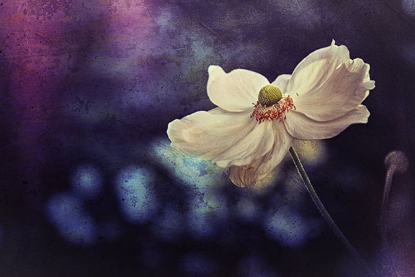 Oxford Anemone by Bob Daalder