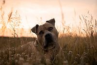 Genießen Sie in "de Heuve"