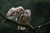 Junge Schleiereule bittet um Futter