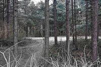 het bos