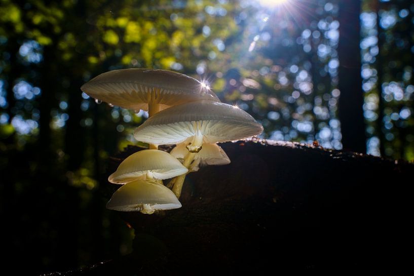 Champignon baveux blanc scintillant au soleil par Fotografiecor .nl