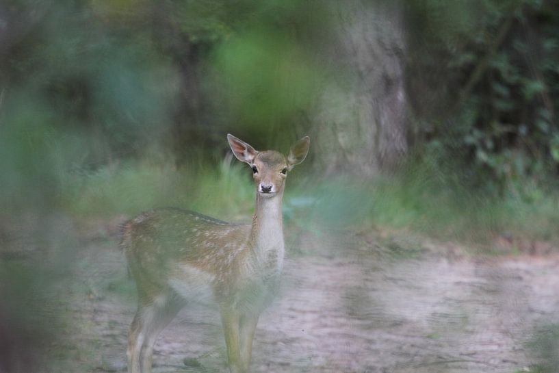 Bambie von rene marcel originals