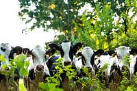 Nederlandse Koeien in het Groene Platteland.