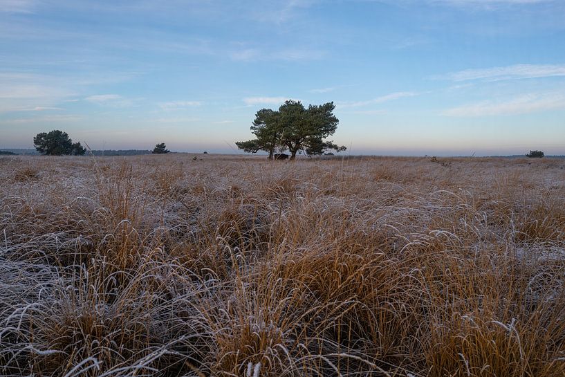 Winterlandschaft Nationalpark Veluwezoom von Arnold van Rooij