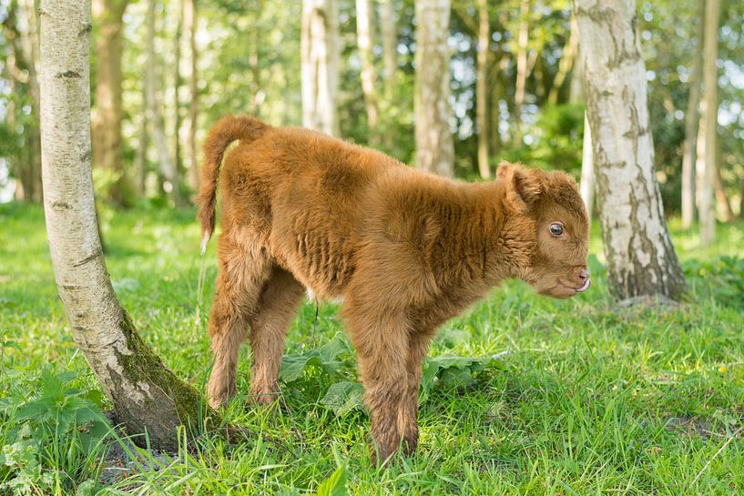Bébé Highlander écossais par Charlene van Koesveld