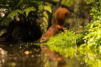Red squirrel