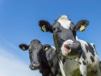  Les vaches hollandaises