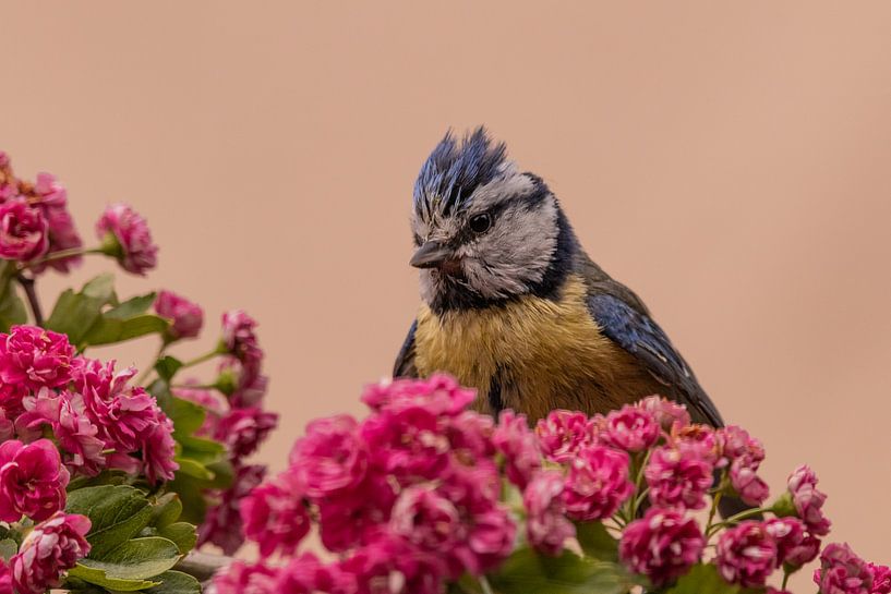 Fresh out of bed by Ard Jan Grimbergen