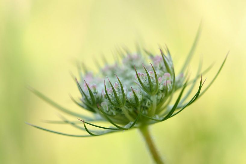 Wilde Peen van Astrid Brouwers
