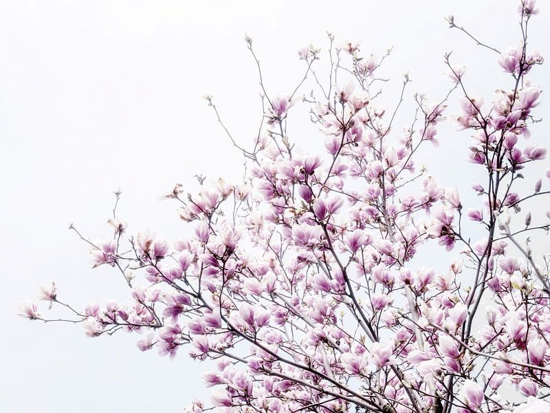 Rosa Blüten der Magnolie blühen im Frühjahr IV von Jessica Berendsen