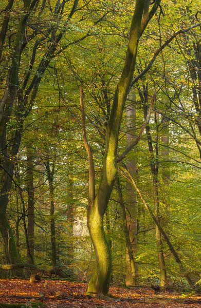 Speulder and Sprielder forest (Netherlands) by Marcel Kerdijk