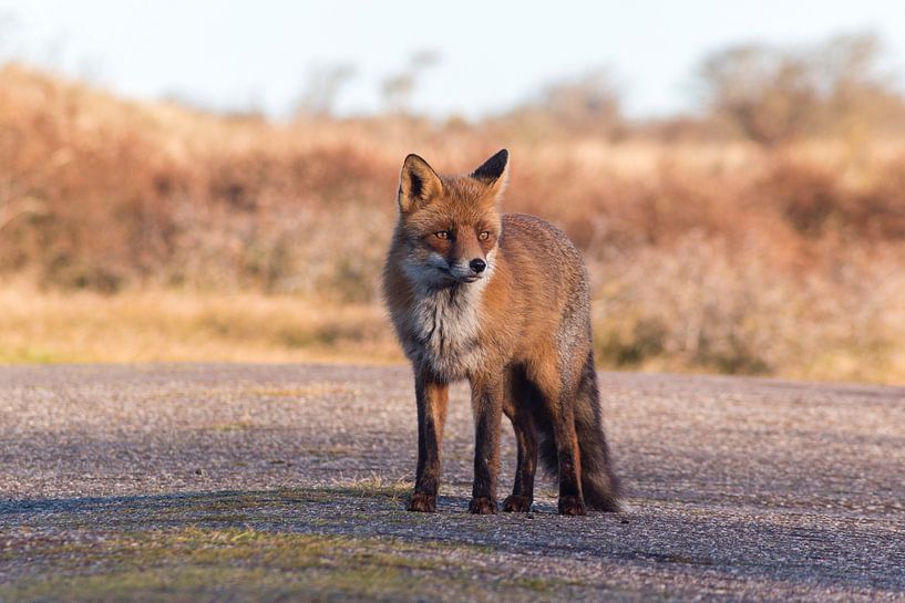 Vos par Fotograaf Kevin Nugter