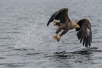 Zeearend met vis tussen de klauwen