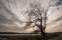 Boom op Noord Beveland