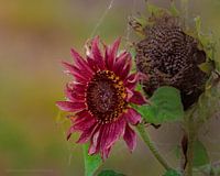 Sierzonnebloem met ochtenddauw