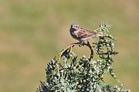 Haussperling sitzt auf einem Zweig und beobachtet die Umgebung