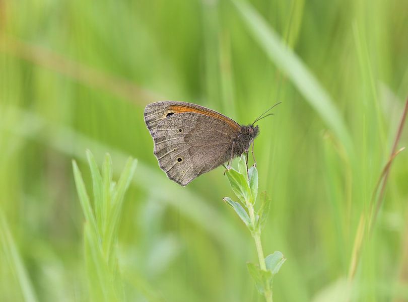 Large ox-eye by Matthias Brix