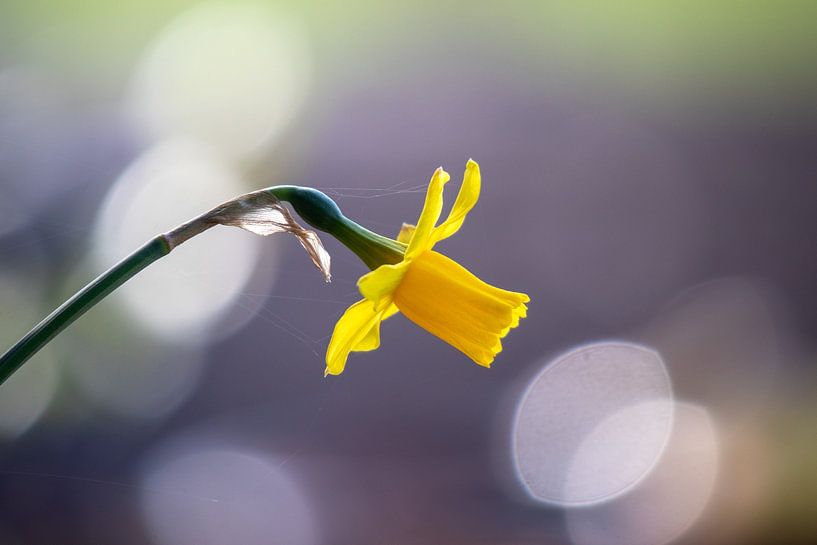 Daffodil in the spring sun by Meike de Regt