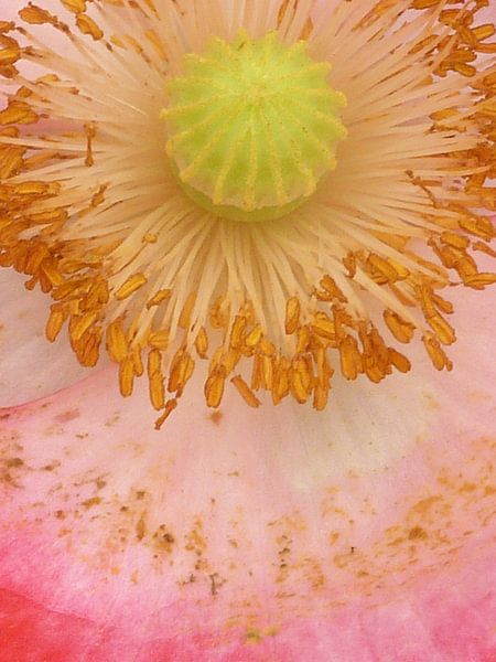 Anemoon von Marian Steenbergen