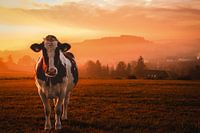 Cow at sunrise in the Sauerland