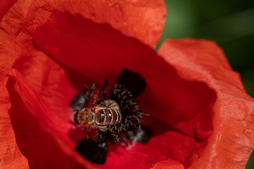 Honey bee searches for pollen in the poppy field by Ulrike Leone