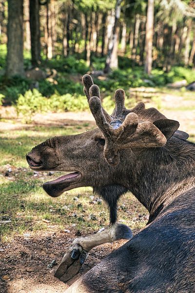 Moose in the nature of Sweden by Martin Köbsch