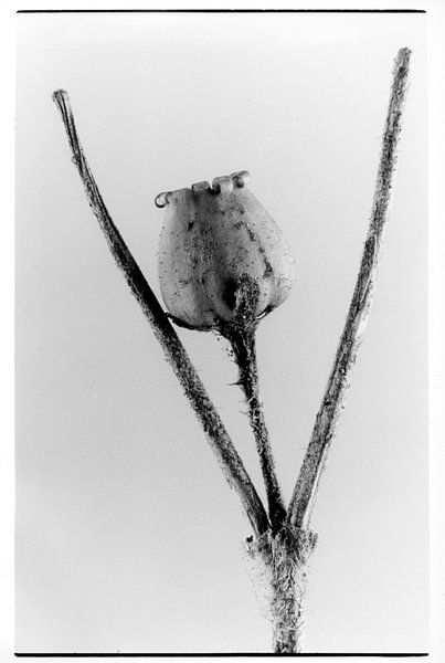 Portrait botanique n°2 par Casper Zuidwijk