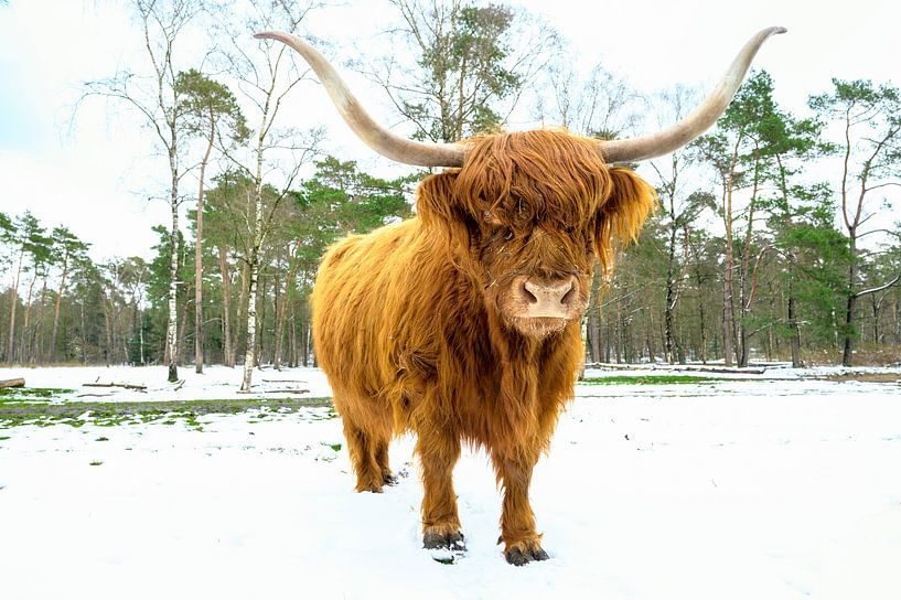 Bétail écossais Highlander dans la neige pendant dans une forêt par Sjoerd van der Wal Photographie