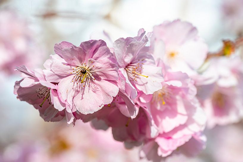 Kersenbloesem bokeh van Dieter Walther